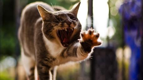 Fierce Feline Frozen in Motion at Dusk wallpaper