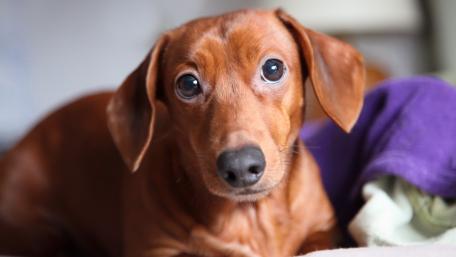 Dachshund Delight Enjoy the Adorable Close-up View wallpaper