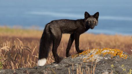Black Fox in Natural Habitat wallpaper