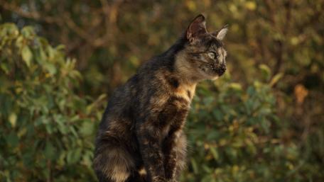 Ethereal Feline Gaze Among Nature's Tranquility wallpaper