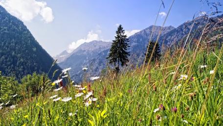 Mountain Serenity Meadow Bliss wallpaper