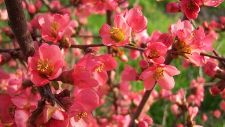 Spring Blossoms on a Chaenomeles Branch wallpaper