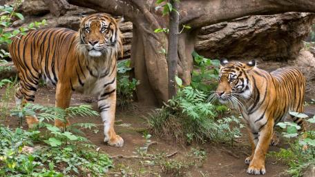Majestic Sumatran Tigers in Their Natural Habitat wallpaper