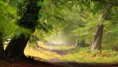 Forest Pathway Through Serene Greenery wallpaper