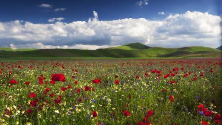 Field of Dreams with Rolling Hills and Poppies wallpaper