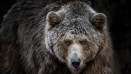 Majestic Bear in the Wilderness wallpaper