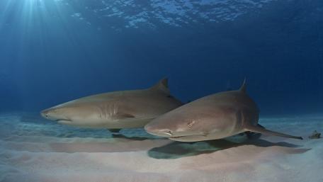 Majestic Sharks in Underwater Harmony wallpaper