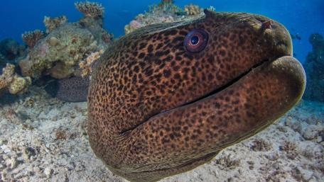 Majestic Muraena in Its Underwater World wallpaper