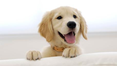 Golden Retriever Puppy Happiness wallpaper