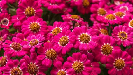 Radiant Zinnia Wonderland Blossoms in Bloom wallpaper