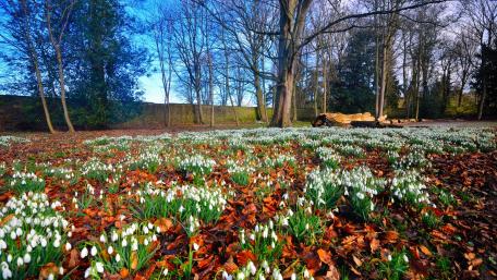 Snowdrops Carpet the Forest Floor in Early Spring wallpaper
