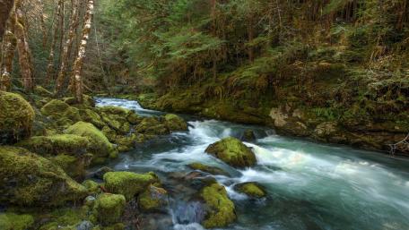 Moss-Covered Serenity by the River's Edge wallpaper