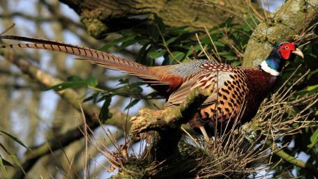 Majestic Pheasant in Natural Habitat wallpaper
