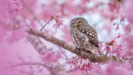 Owl in Spring Blossom Serenity wallpaper