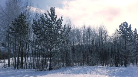 Winter Woods wallpaper
