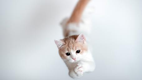 Playful Kitten Mid-Air Leap wallpaper