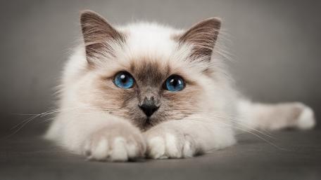 Birman Cat's Mesmerizing Blue Gaze wallpaper