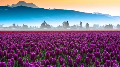 Purple Tulip Panorama at Sunrise wallpaper