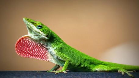 Green Lizard Displaying Vibrant Throat Pouch wallpaper