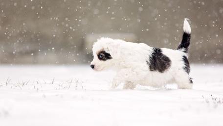 Puppy Joyfully Frolicking in Winter Snowfall wallpaper
