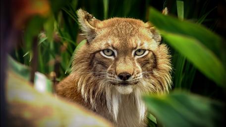 Majestic Gaze of the Bobcat Lynx wallpaper