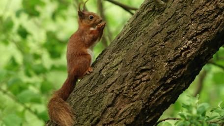 Squirrel on a Tree in Vibrant Forest wallpaper