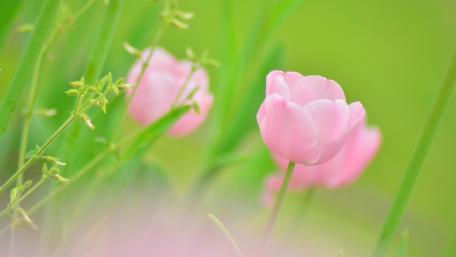 Tulips in Bloom Dreamy Springtime Close-up wallpaper
