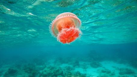 Jellyfish Gracefully Drifting Beneath the Waves wallpaper