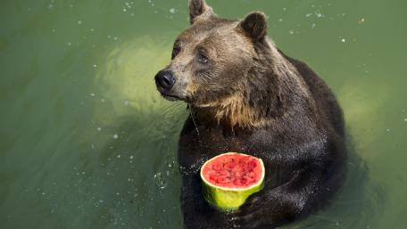 Bear's Delightful Watermelon Feast wallpaper