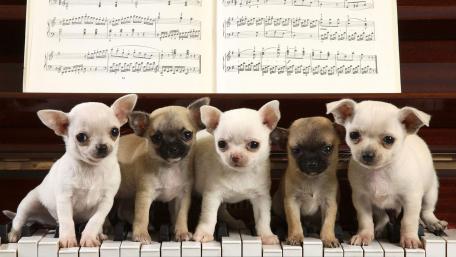 Puppy Choir Cute Chihuahua Puppies on Piano Keys wallpaper