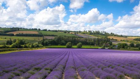 Lavender Fields in Full Bloom at Castle Farm wallpaper