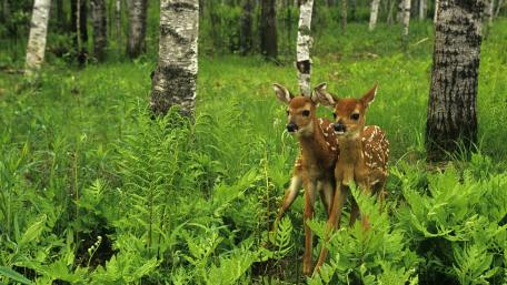 Deer Fawns in a Serene Forest Scene wallpaper
