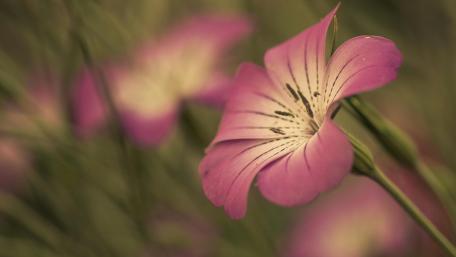 Blossoming Serenity in Soft Pink Hues wallpaper