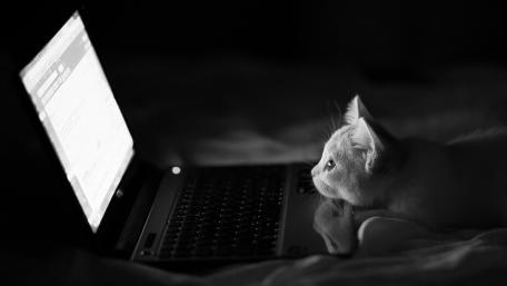 Curious Cat Engrossed in Laptop Glow wallpaper