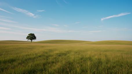 Lone Tree Serenity in Expansive Grasslands wallpaper