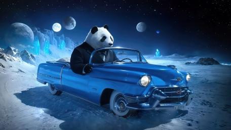 Panda IN A Blue Cadillac wallpaper