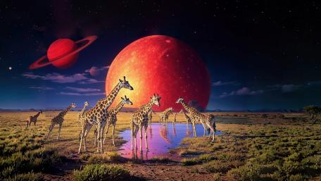 Giraffes and a Ruby Moon wallpaper