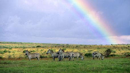 Zebras Grazing Under a Vibrant Rainbow wallpaper