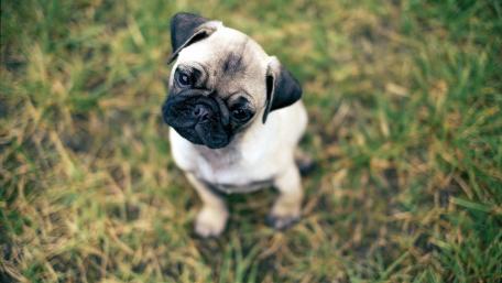 Pug's Curious Gaze in Nature's Embrace wallpaper