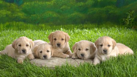 Labrador Puppies Resting in Green Meadow wallpaper