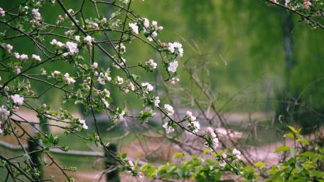 Blossoming Branches in Springtime Glow wallpaper