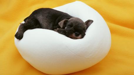 Adorable Miniature Schnauzer Puppy Napping in Cozy Bed wallpaper