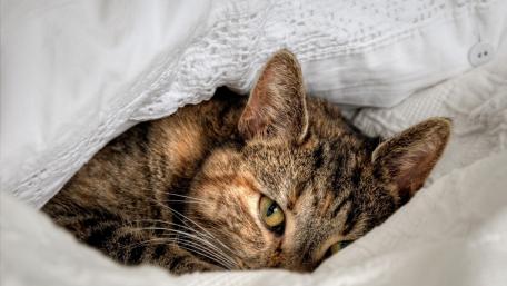 Cat in bed wallpaper
