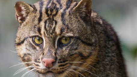 Fishing Cat in Focus Featuring Unique Stripes and Intense Gaze wallpaper