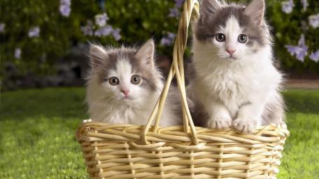 Adorable Kittens in a Basket wallpaper
