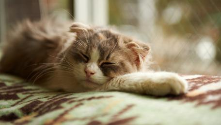 Cozy Cat Napping on a Warm Blanket wallpaper