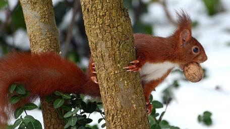 Adorable Squirrel with a Nut in the Snowy Woods wallpaper