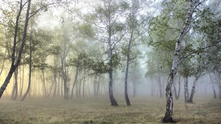 Enchanted Birch Forest Awash in Misty Light wallpaper