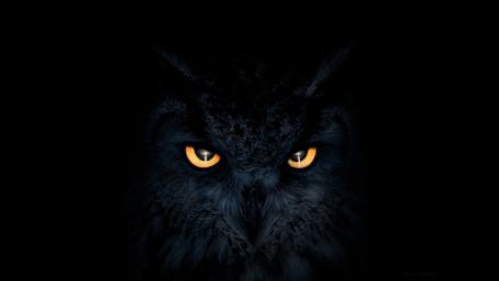 Owl Gaze in the Dark wallpaper