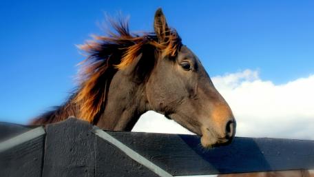 Majestic Mare Against the Blue Sky wallpaper